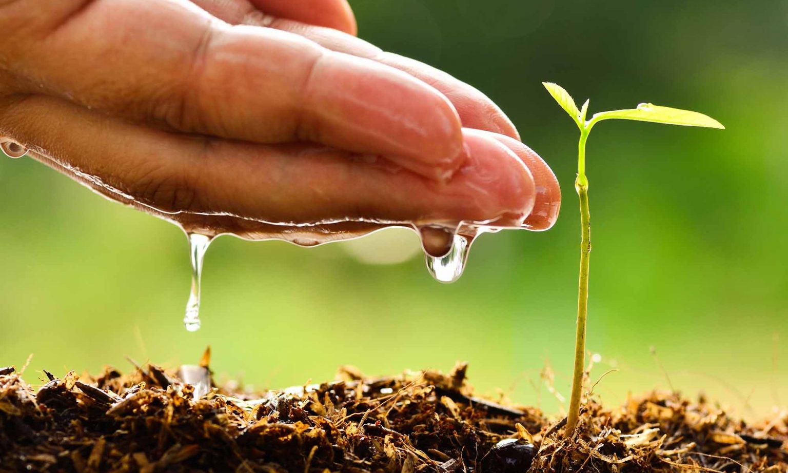 Formas De Cuidar El Medio Ambiente Los M s Conocidos